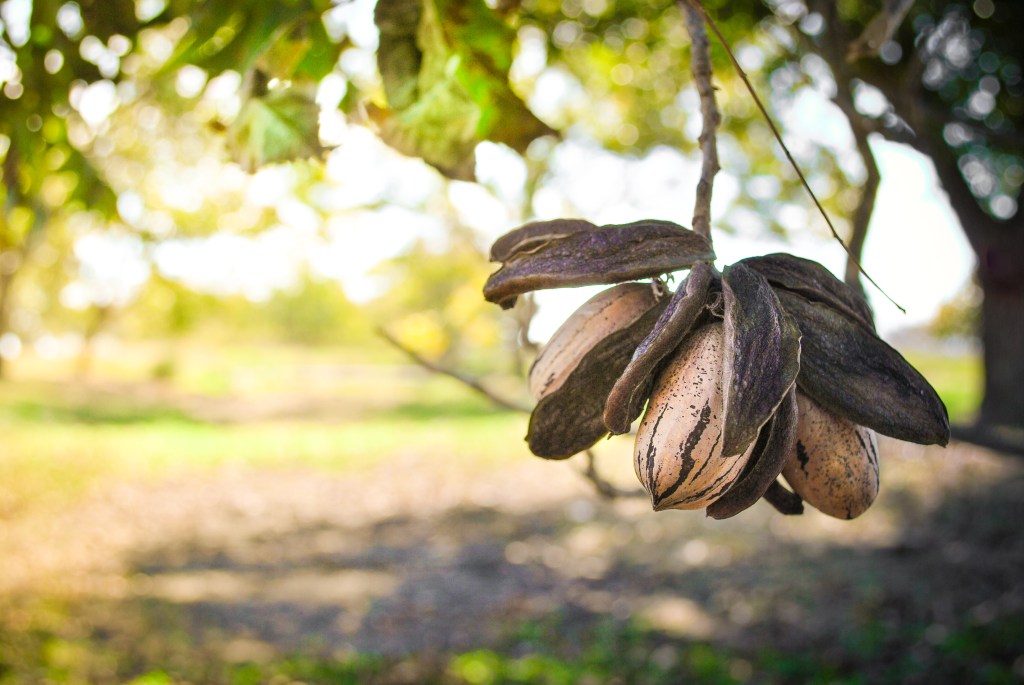 Buy Pecan Trees at Ty Ty Nursery