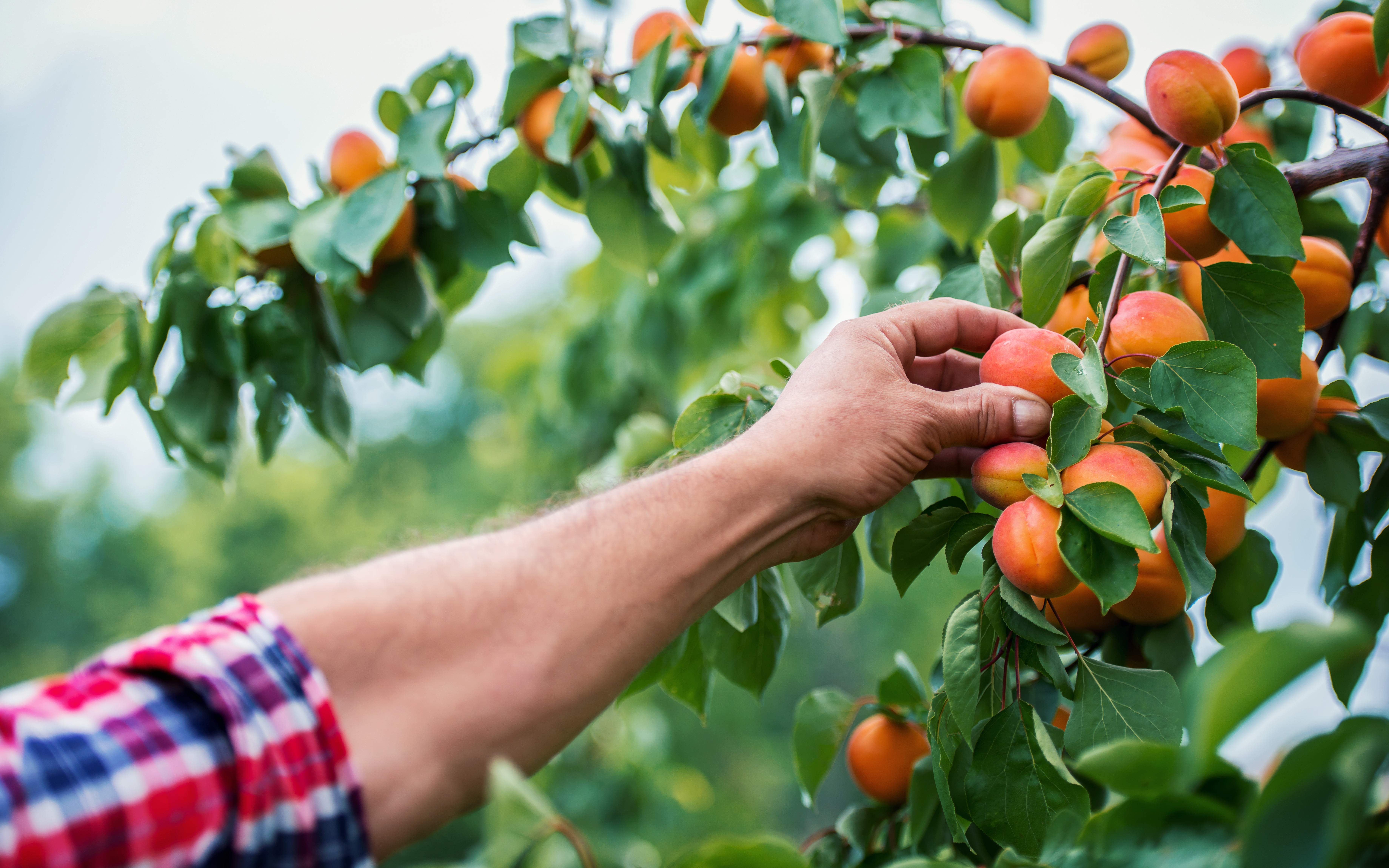 Harvest your own backyard apricots by planting apricot trees.