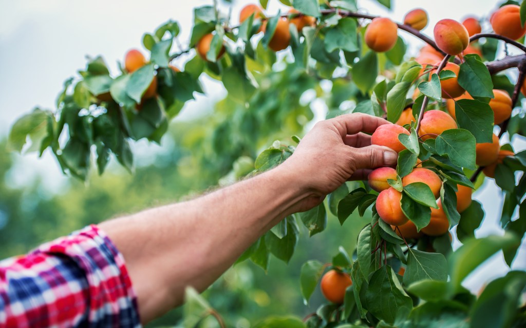 Harvest your own backyard apricots by planting apricot trees.