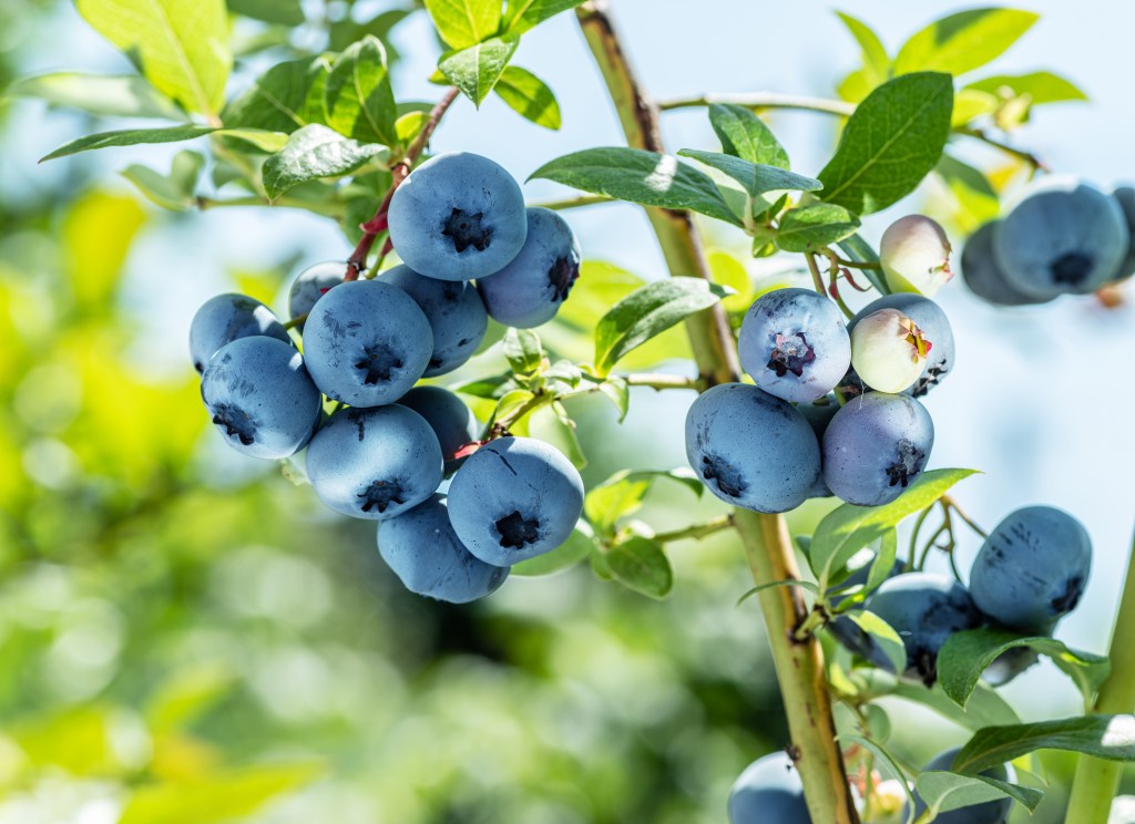 Blueberry Plants