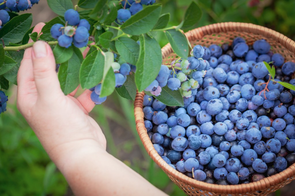 Buy Berry Plants from Ty Ty Nursery