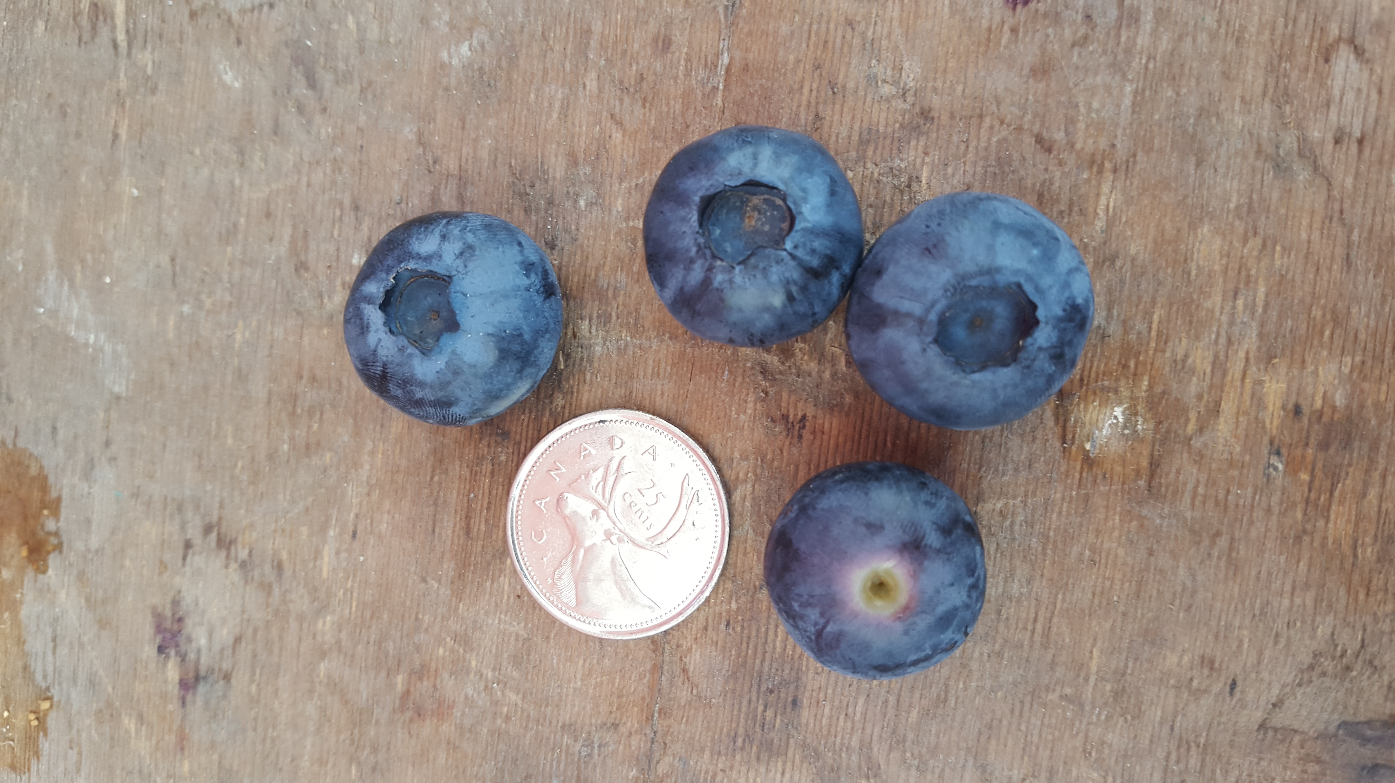Buy Big Ass Blueberry Plants Online