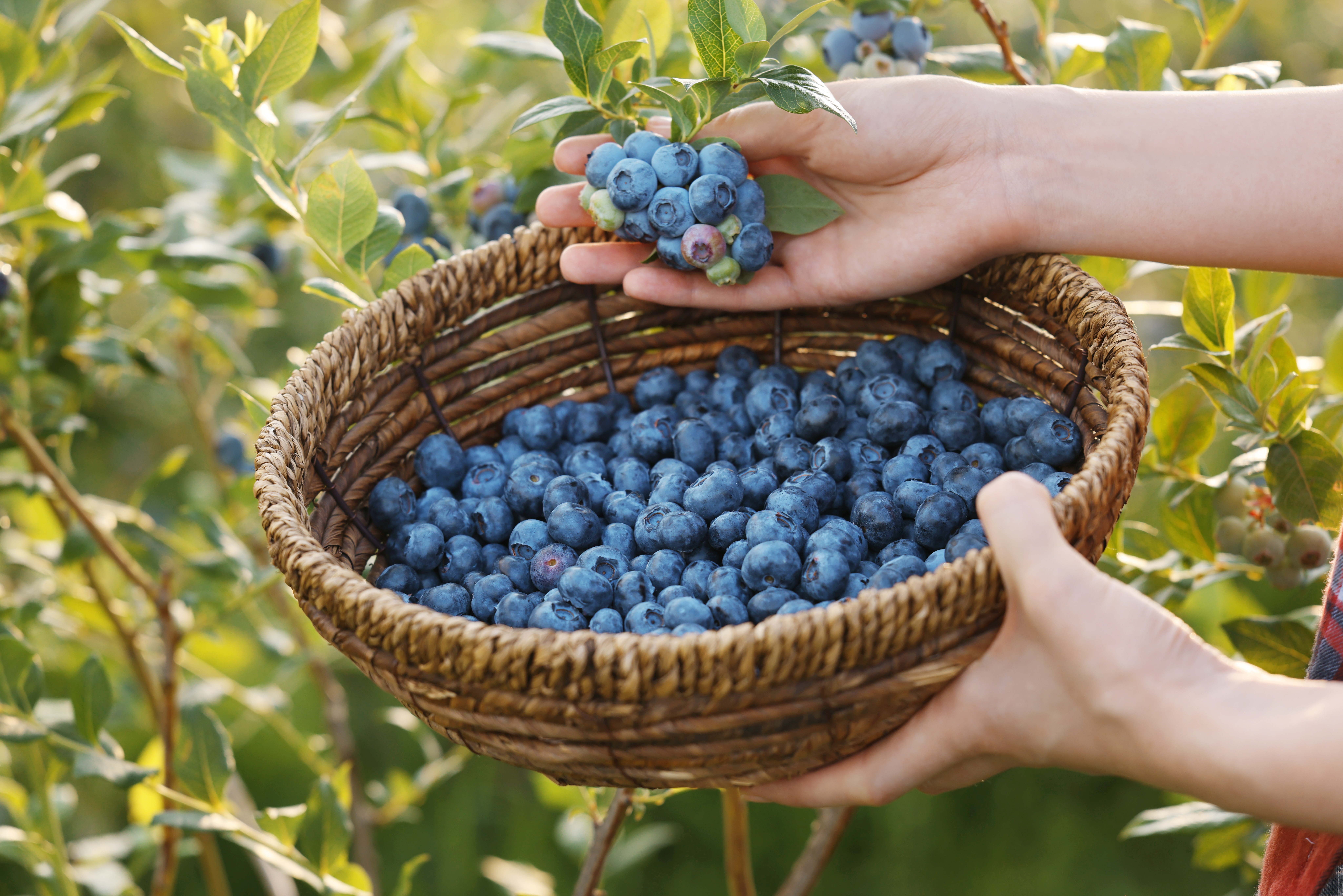Buy Blueberry Plants from Ty Ty Plant Nursery, LLC