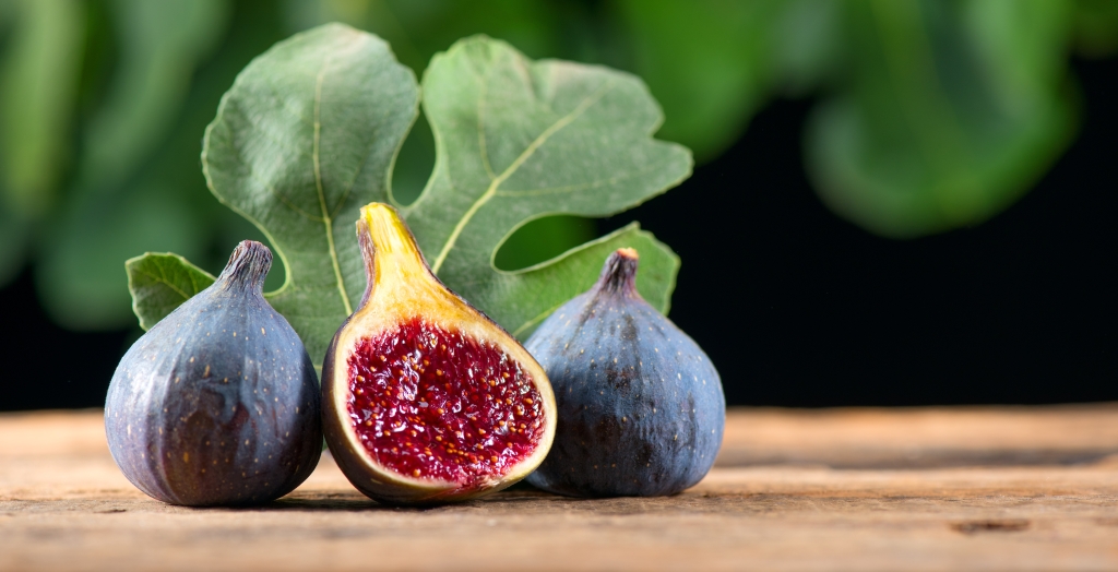 Buy Fig Trees from Ty Ty Nursery