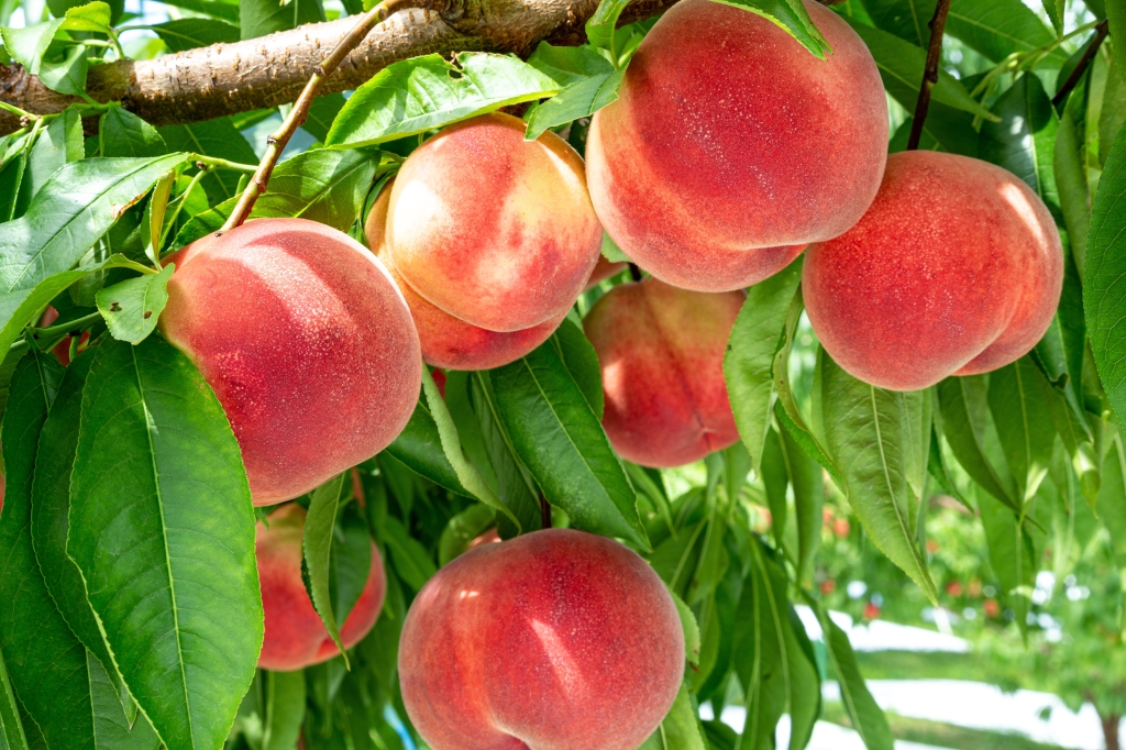 Buy Peach Trees from Ty Ty Nursery