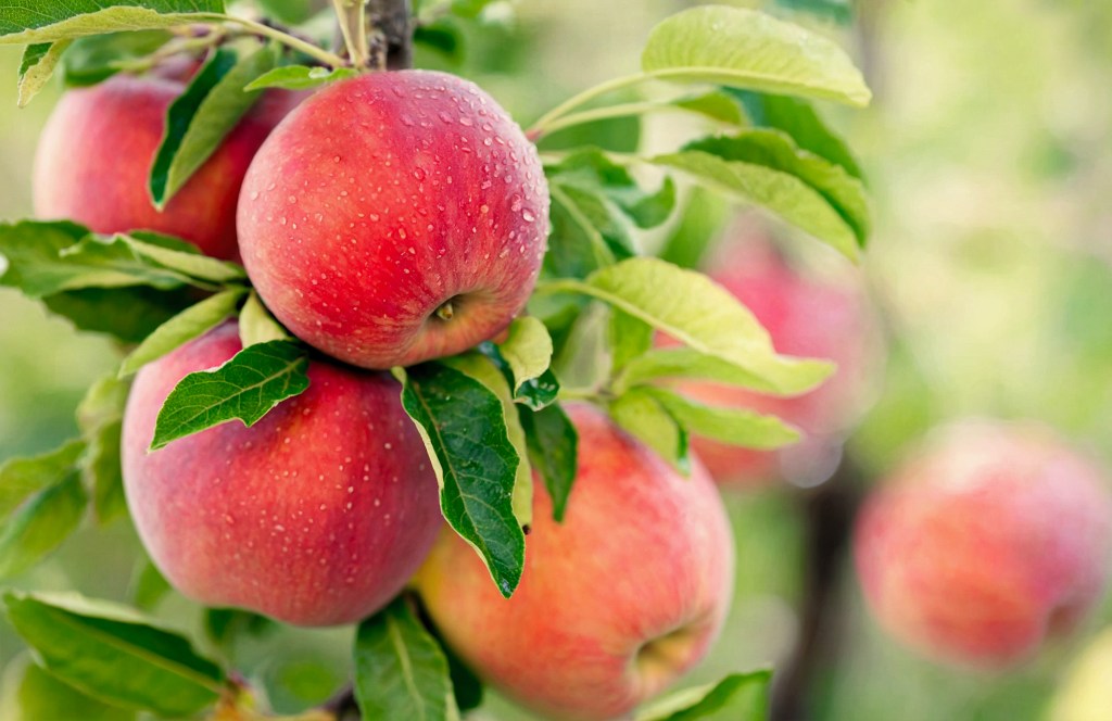 Buy Fruit Trees Online