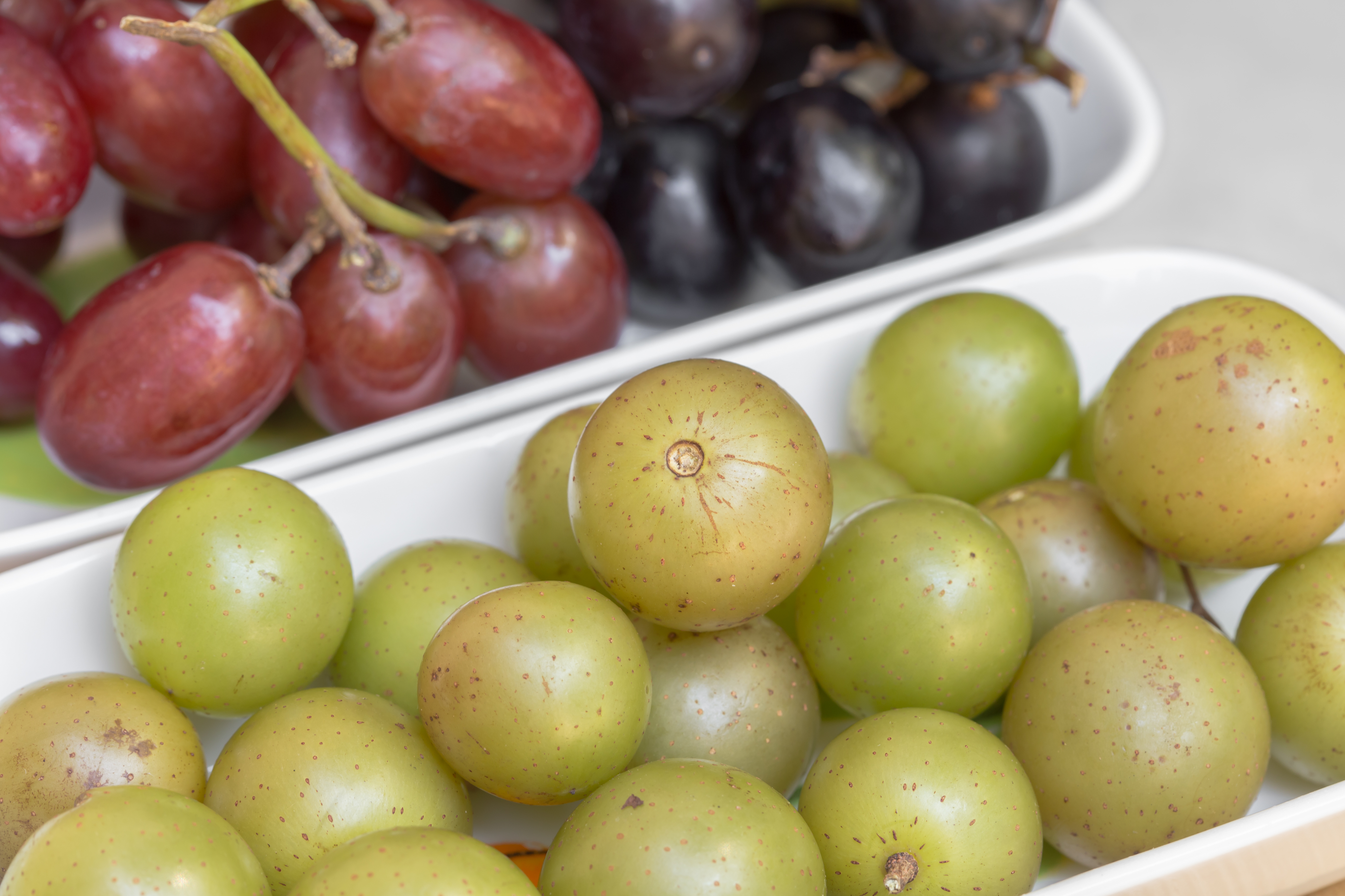 Buy Scuppernong Grape Vines