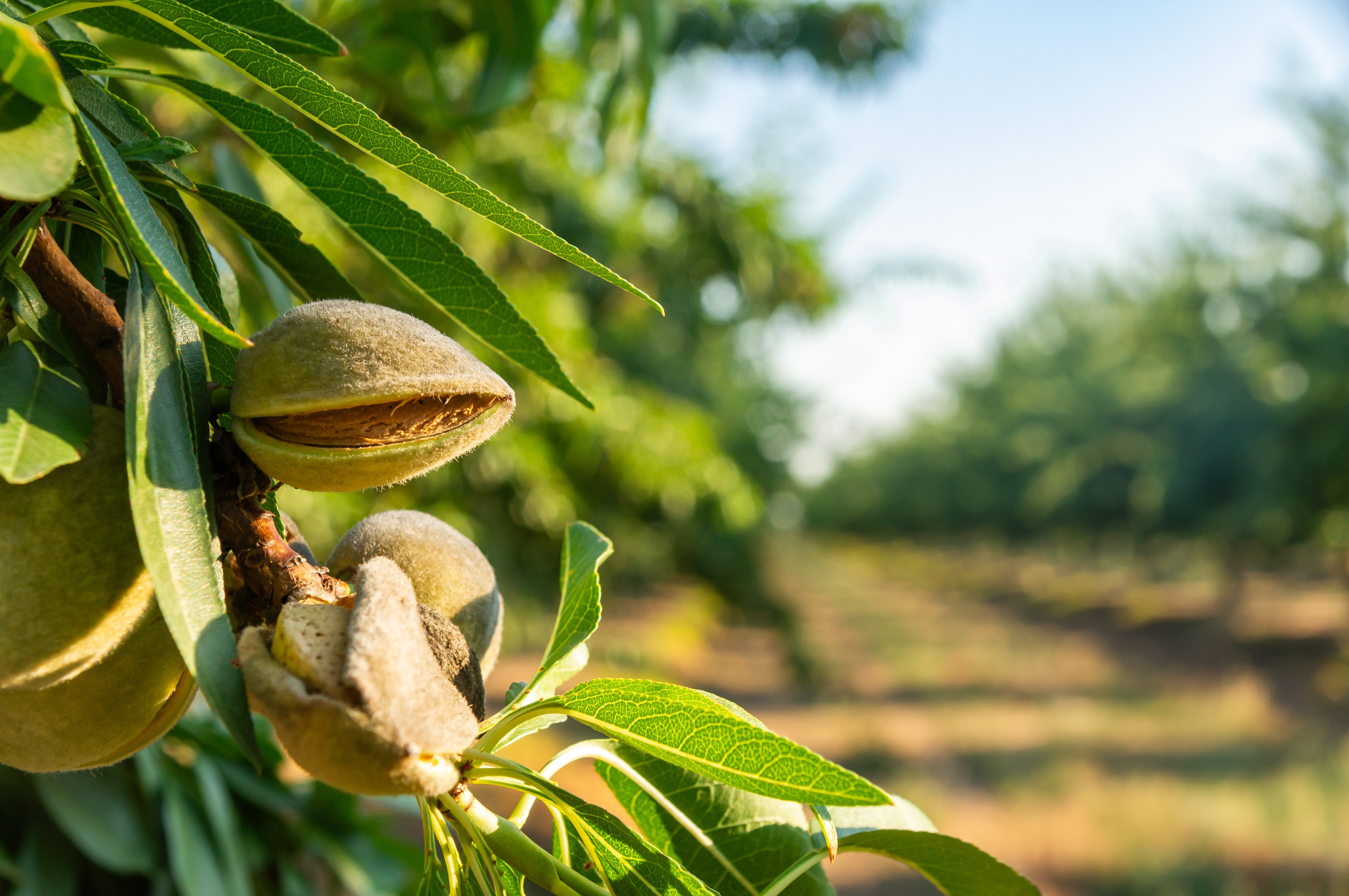 Buy Almond Trees from Ty Ty Nursery