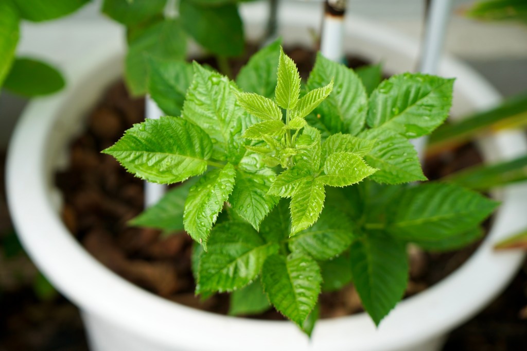 Buy Blackberry Plants from Ty Ty Plant Nursery, LLC