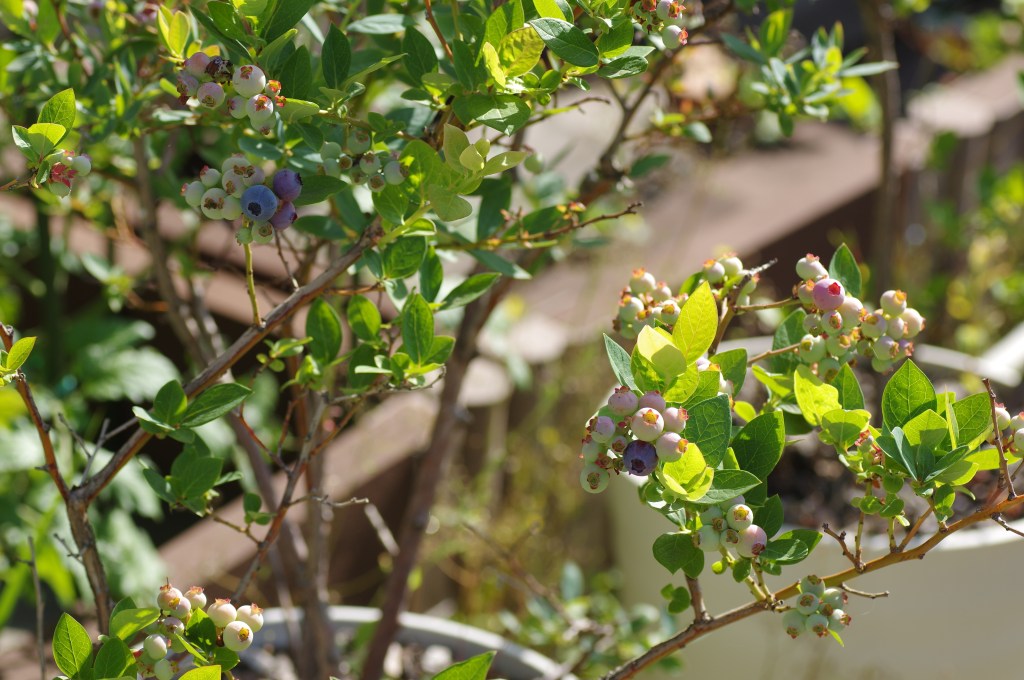 Buy Blueberry Plants from Ty Ty Plant Nursery, LLC