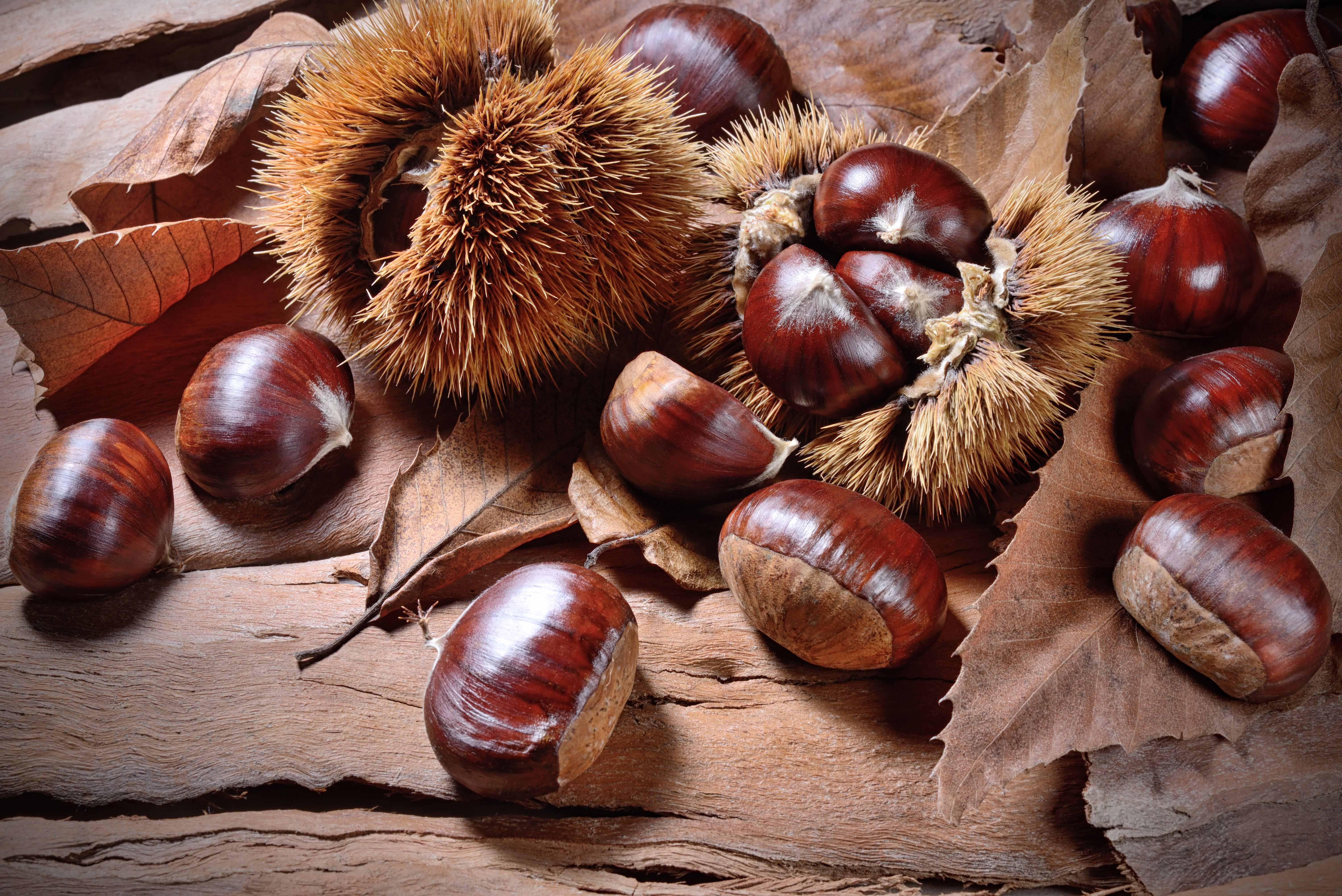 Buy Chestnut Trees from Ty Ty Nursery