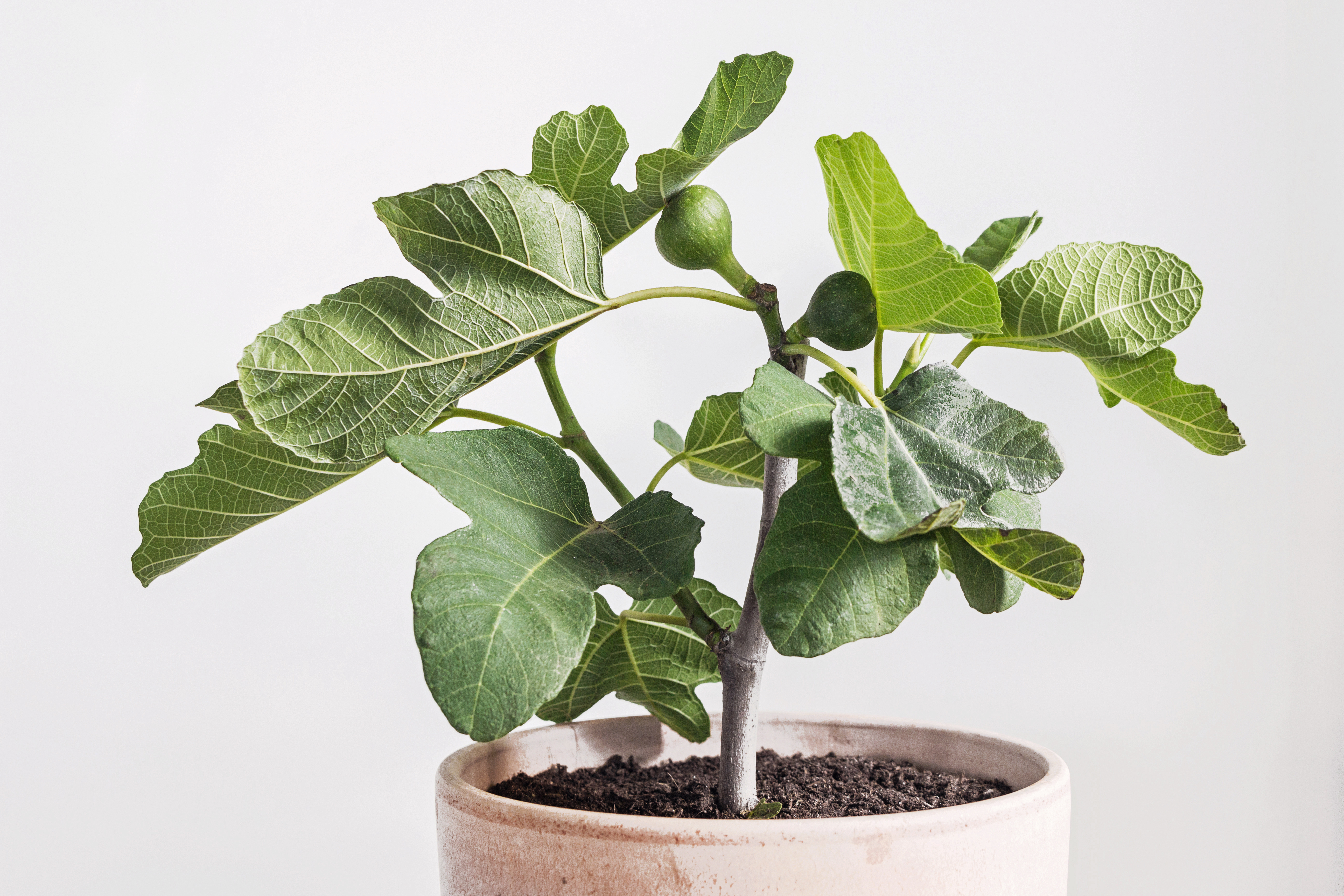 Buy Fig Trees from Ty Ty Nursery