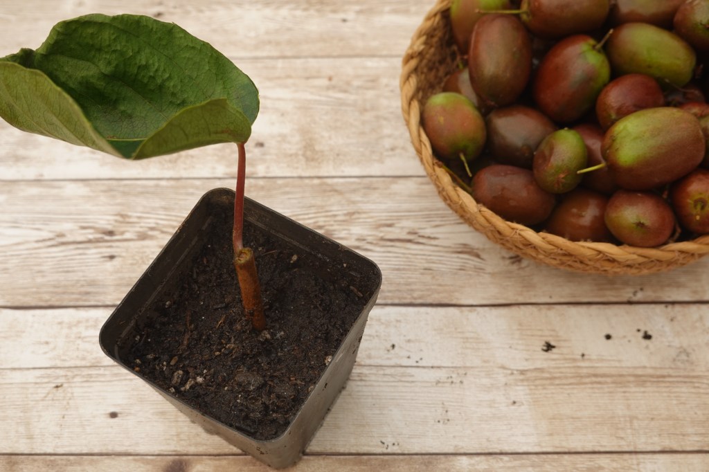Buy Issai Kiwi Plants from Ty Ty Nursery