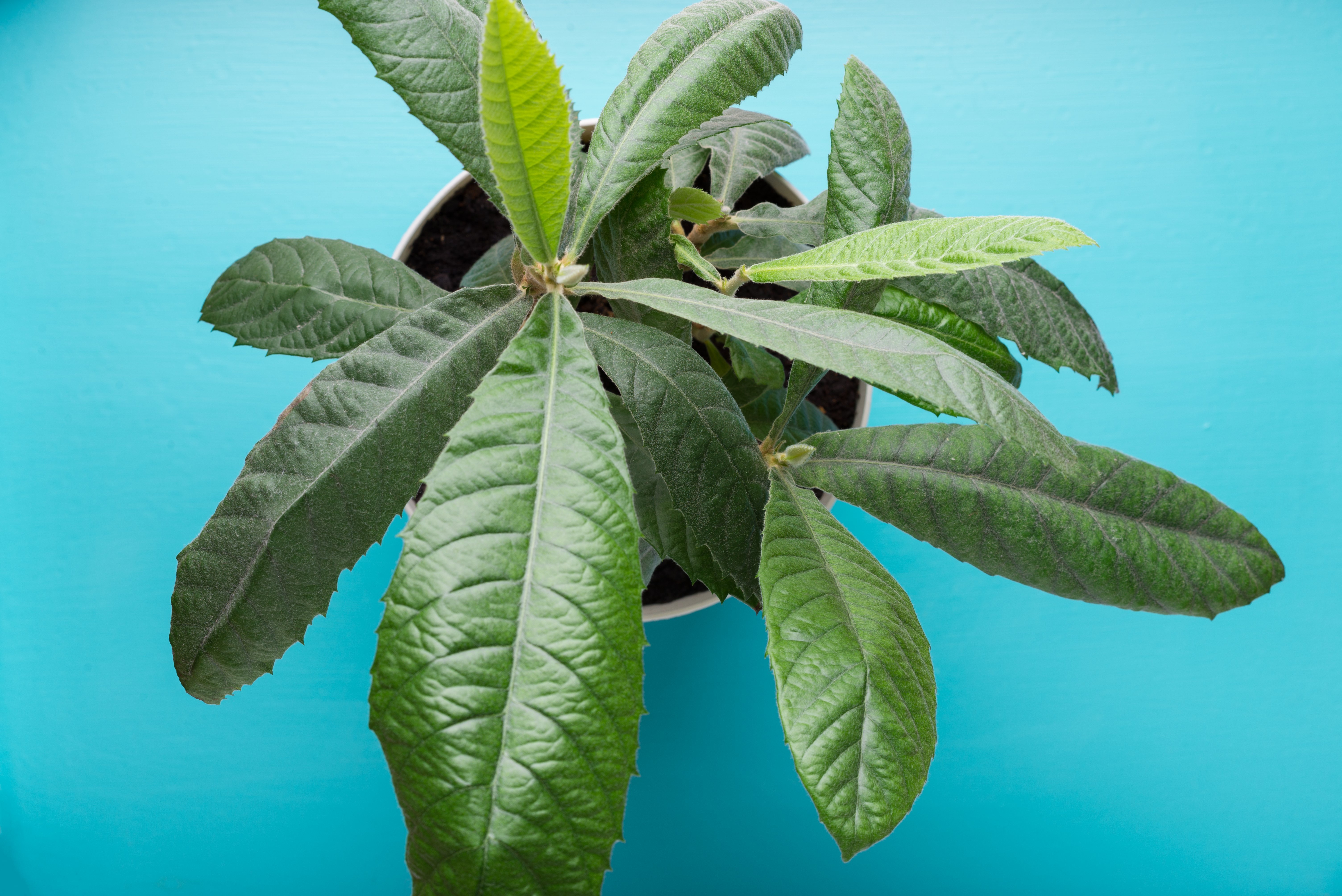 Buy Loquat Trees form Ty Ty Nursery