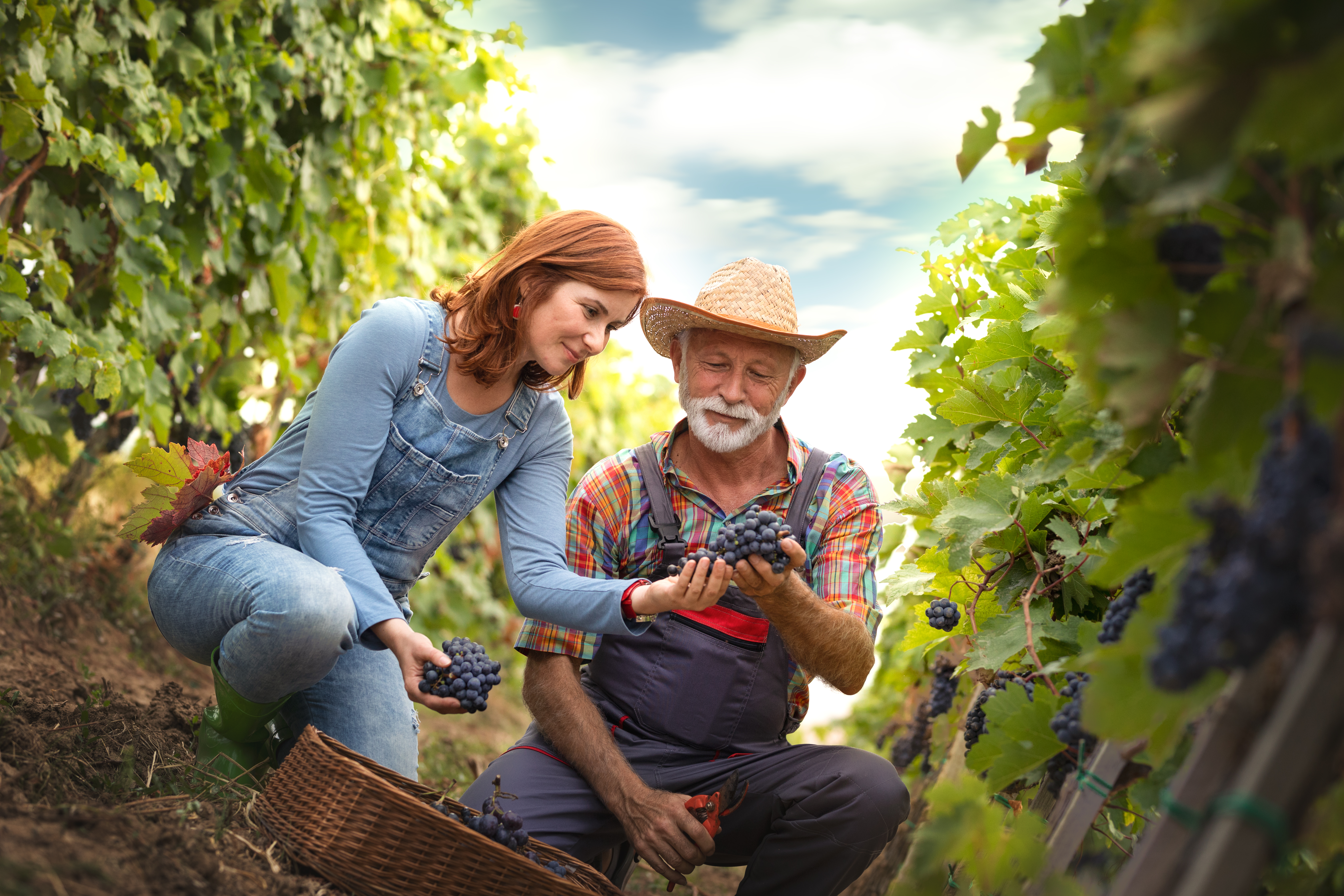 Buy Seedless Grape Vines from Ty Ty Nursery