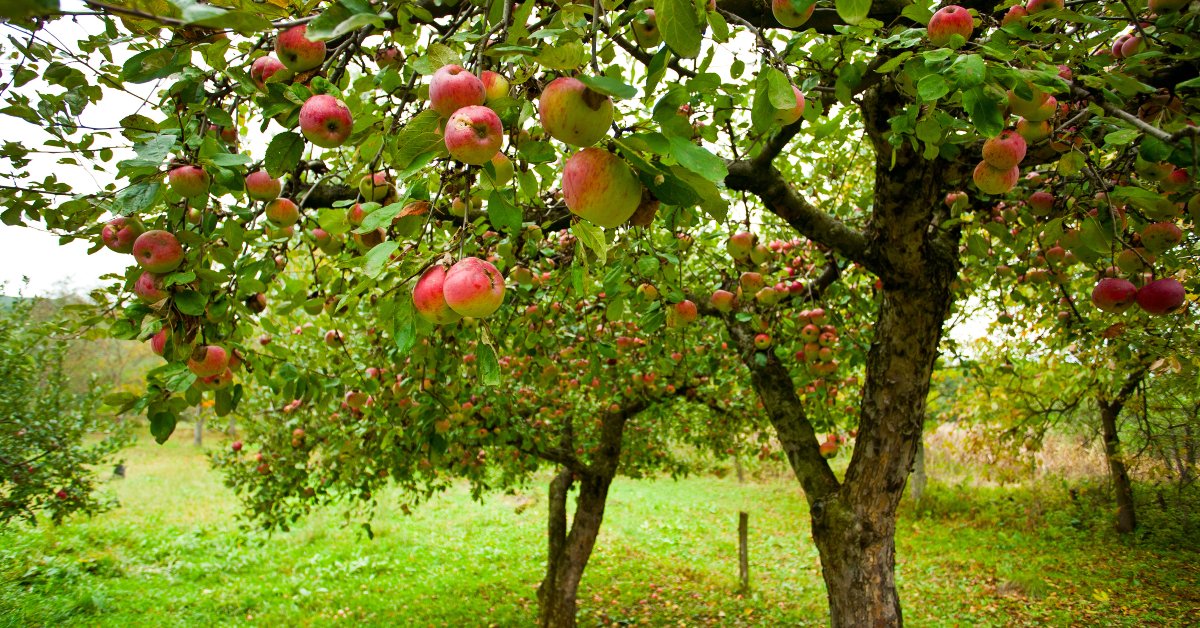 Several large trees with massive branches growing atop green grass. Leaves and apples cover the trees.