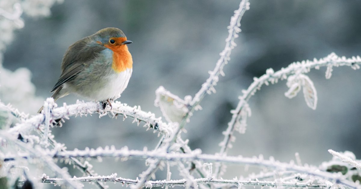 A small bird sitting on a frost-covered plant. The bird is mostly gray with some orange feathers around its face.