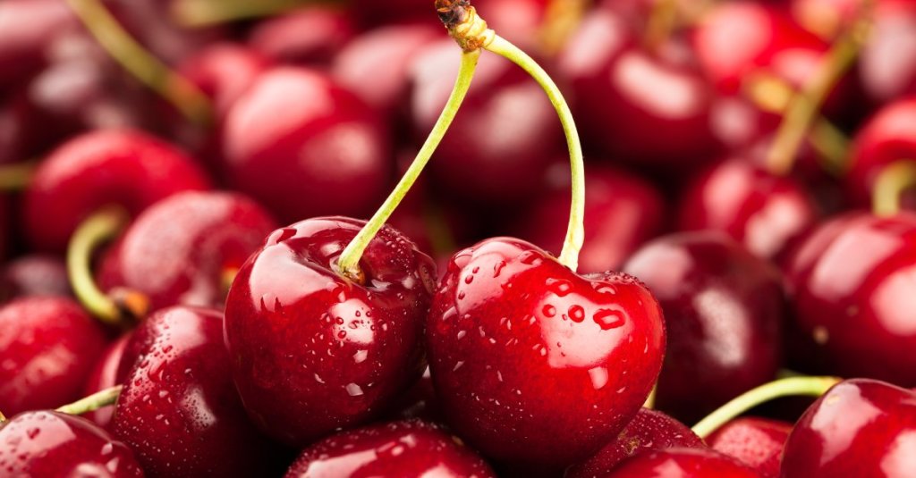 Two cherries connected by a large light green stem are sitting atop a massive pile of dark red cherries.