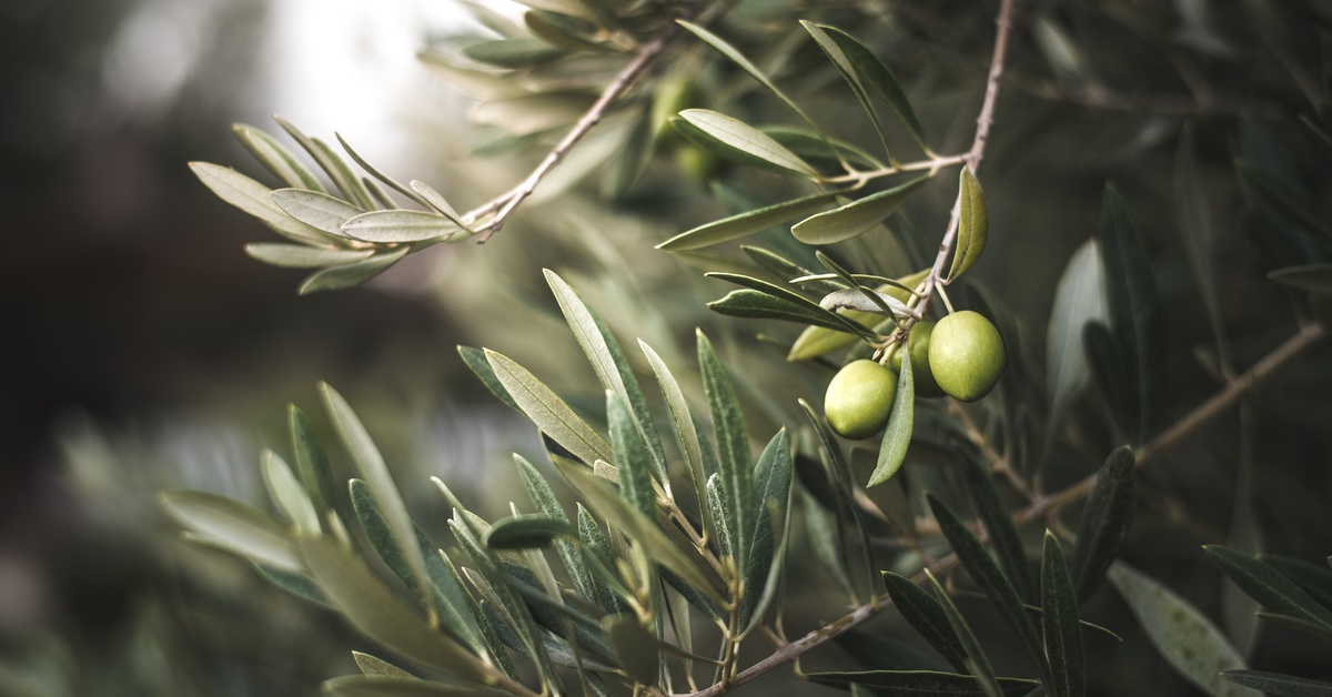 A large olive tree with dark green leaves and thin brown branches. Two green olives grow from one of the branches.