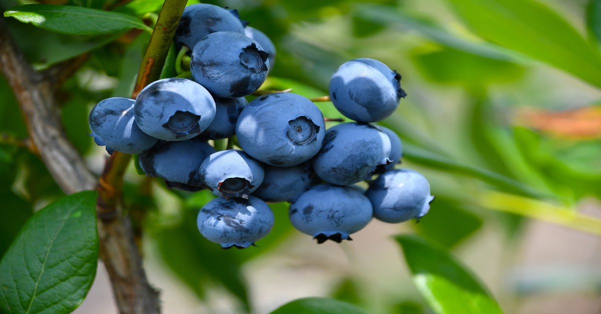 A handful of vibrant, fresh blueberries are outside hanging from a branch surrounded by green leaves.