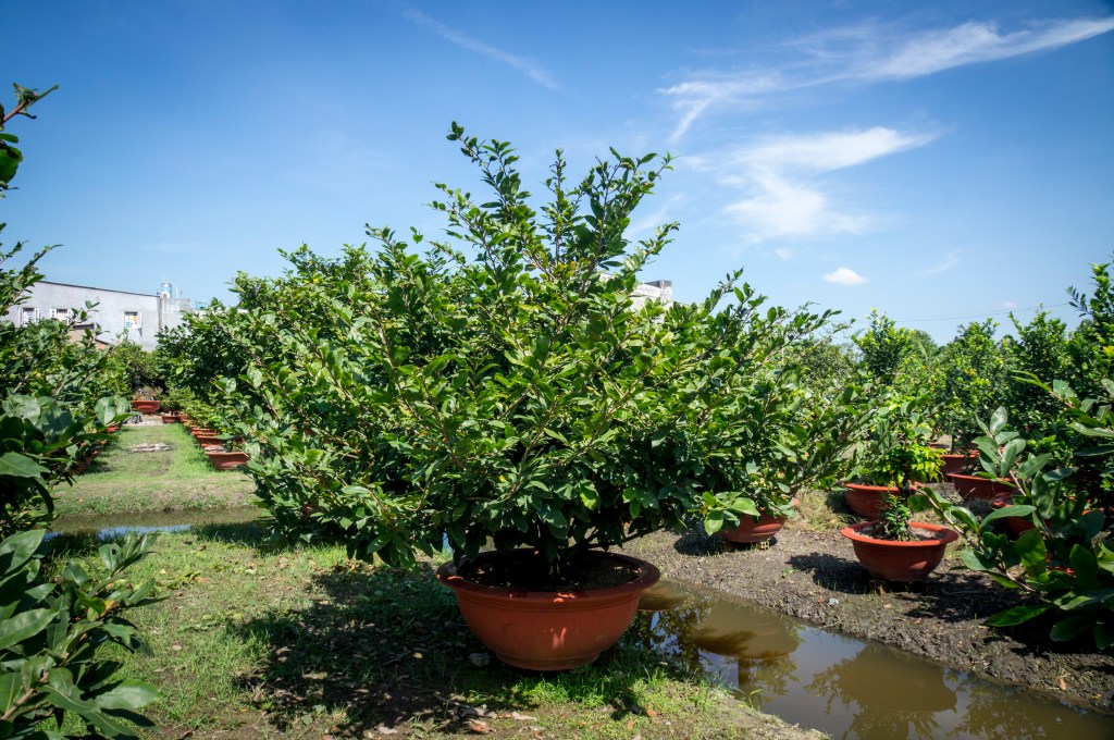 Buy Apricot Trees at Ty Ty Plant Nursery, LLC