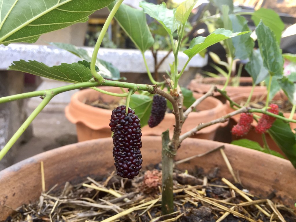 Buy Dwarf Mulberry Trees from Ty Ty Plant Nursery, LLC