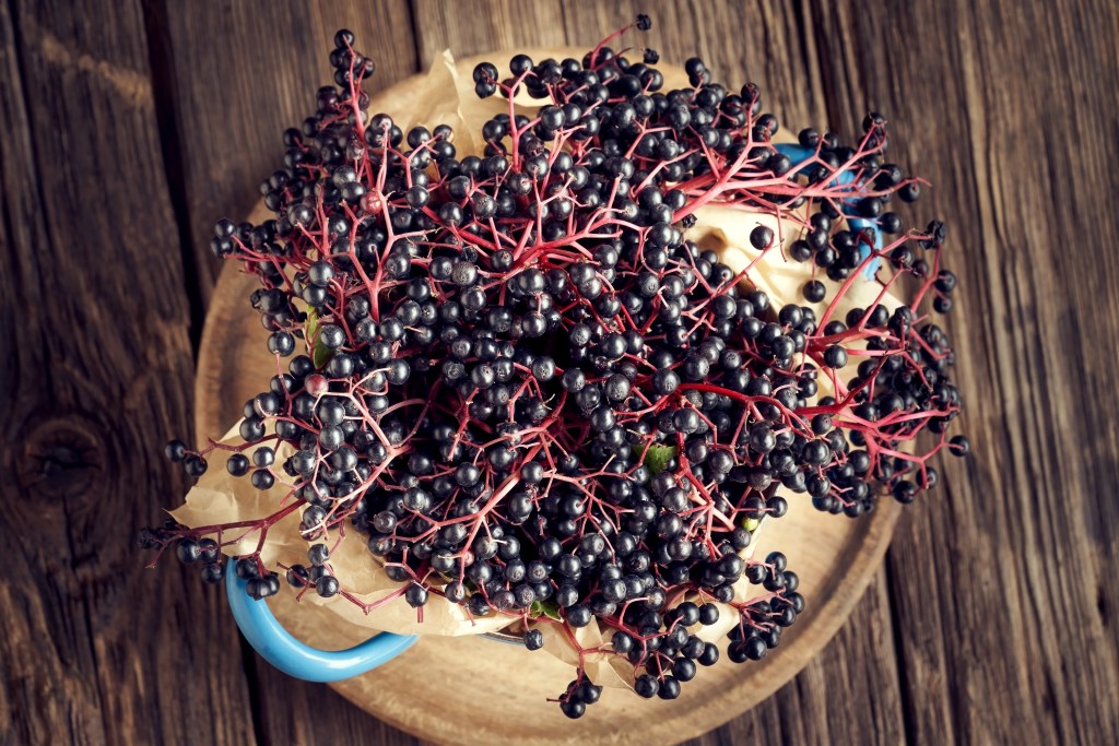 Buy Elderberry Plants from Ty Ty Plant Nursery, LLC