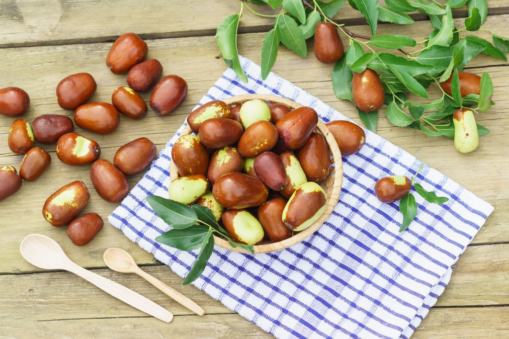 Buy Jujube Trees from Ty Ty Nursery