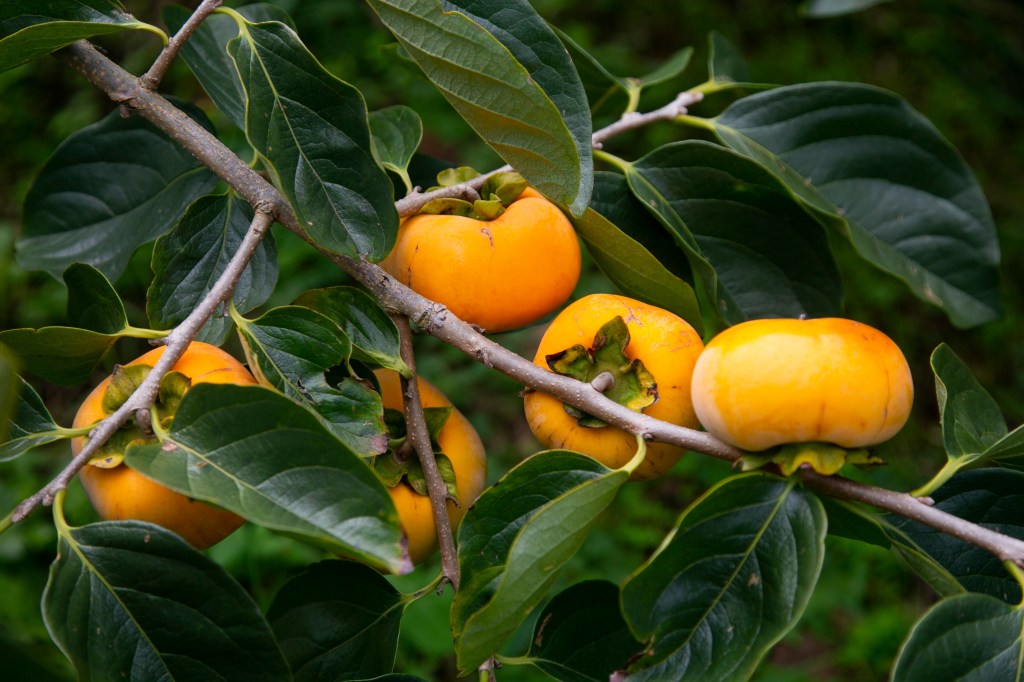 Buy Persimmon Trees at Ty Ty Nursery