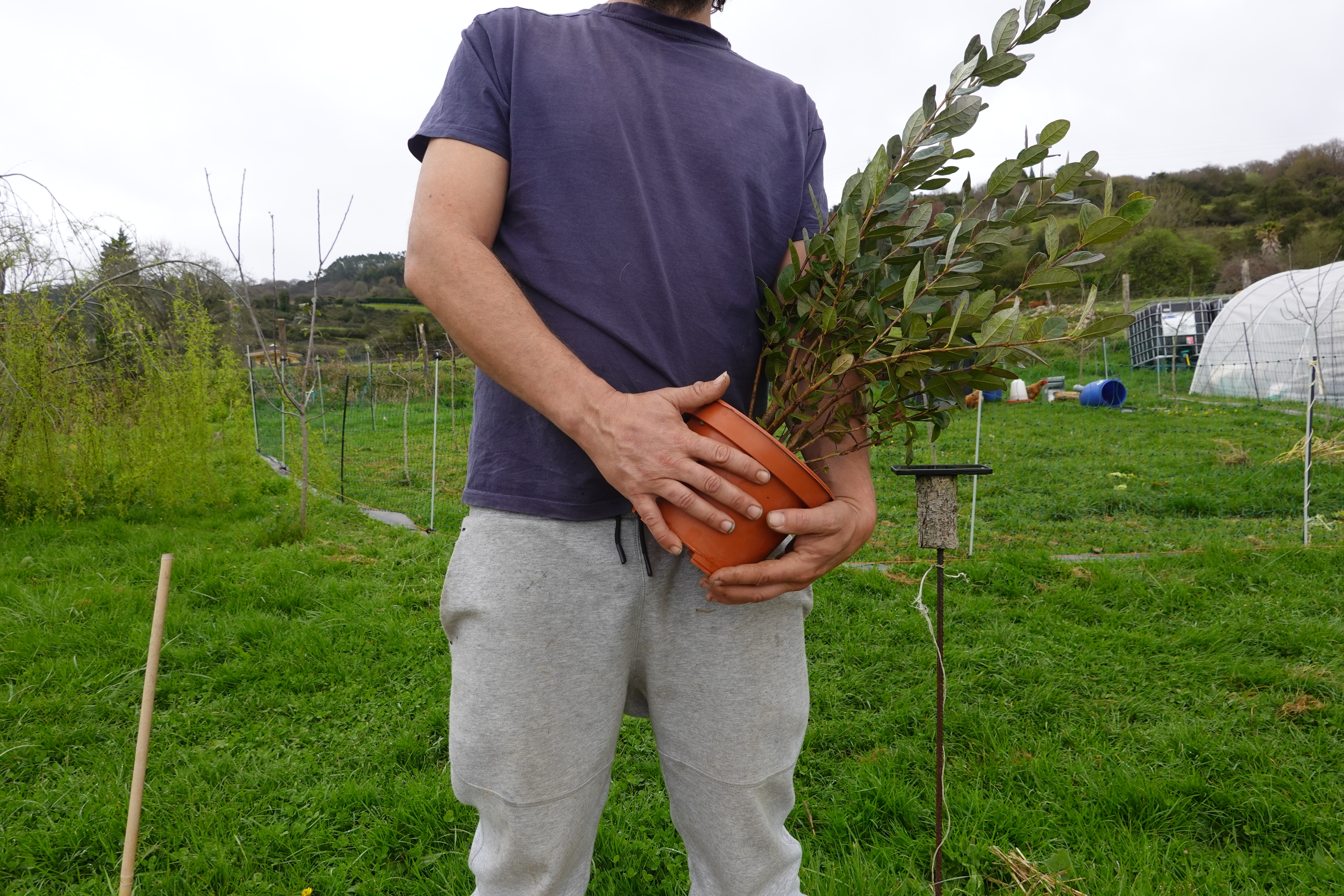 Buy Pineapple Guava Plants from Ty Ty Nursery