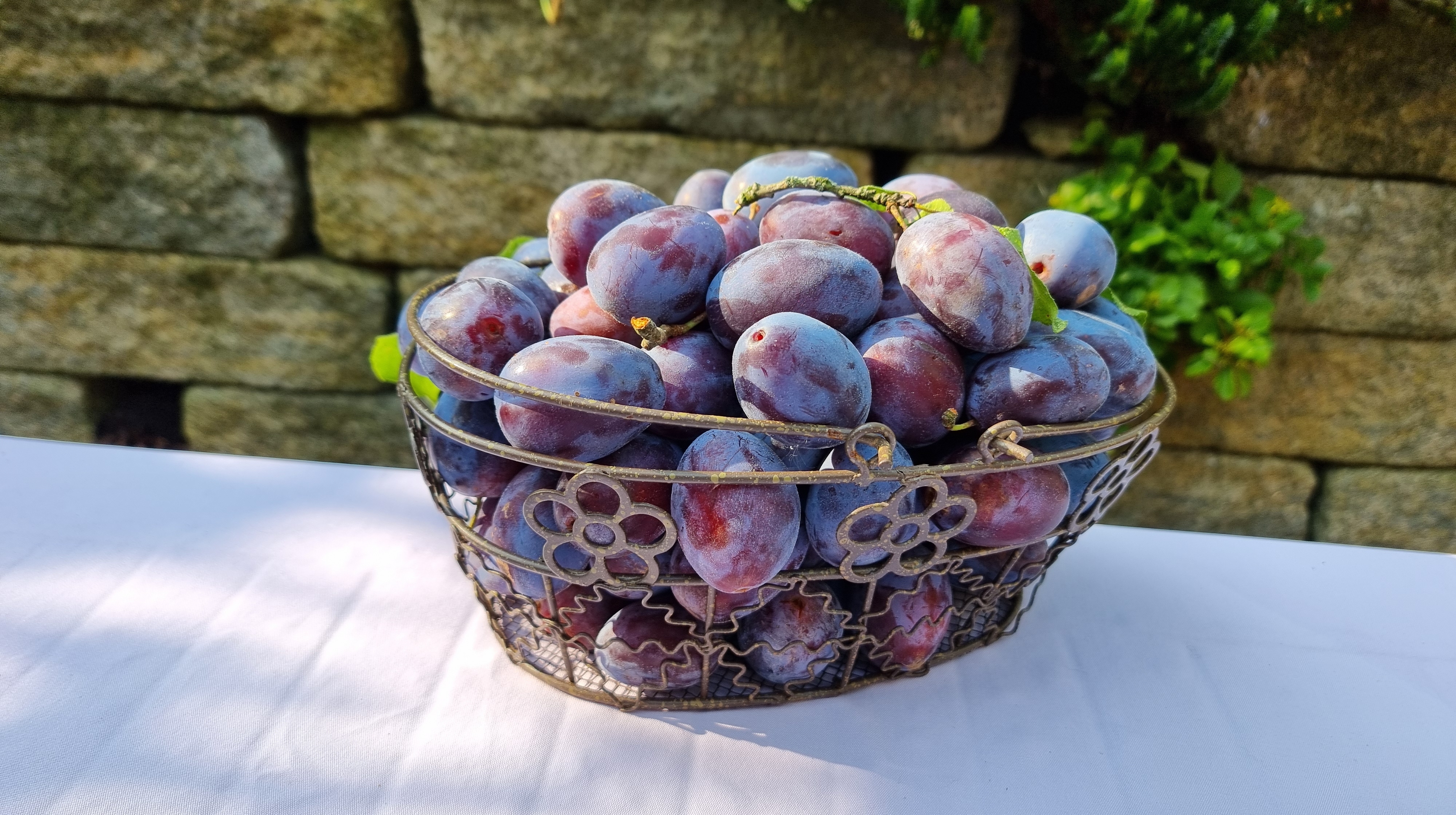 Buy Plum Trees at Ty Ty Nursery