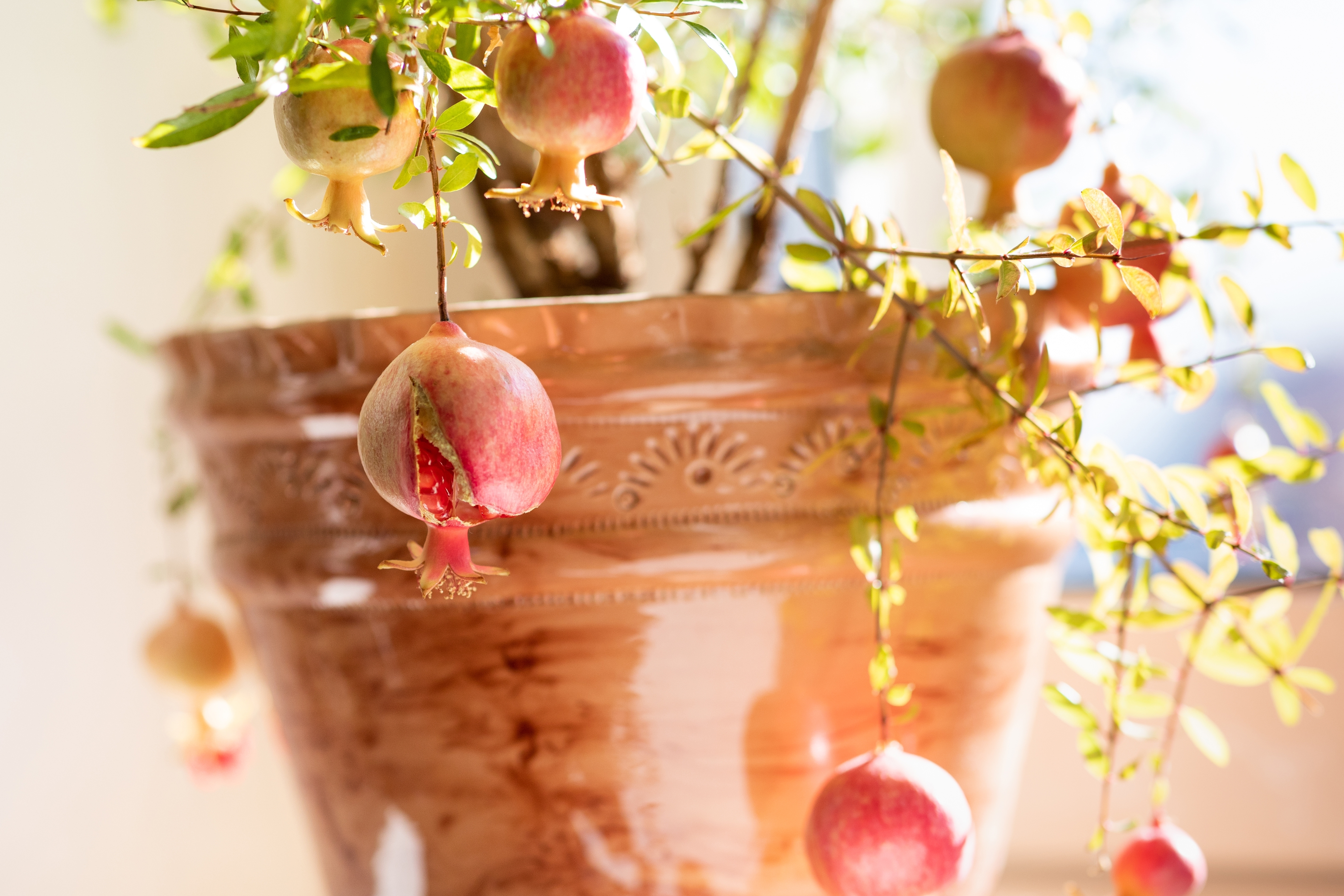 Buy Pomegranate Plants from Ty Ty Nursery