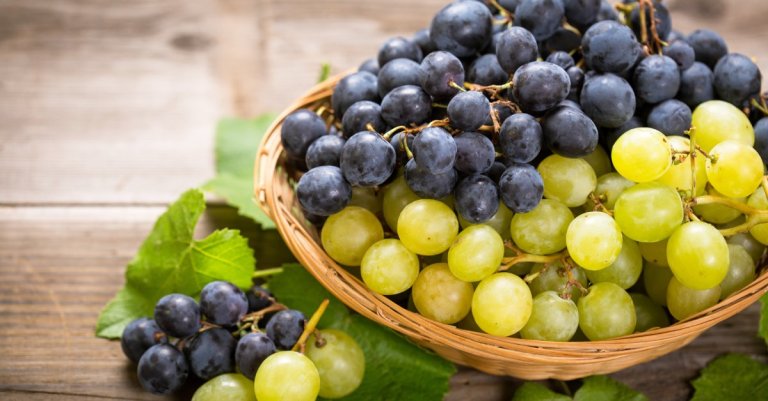 View of Image result for Grapes toxicity in canine excited artisans principle development