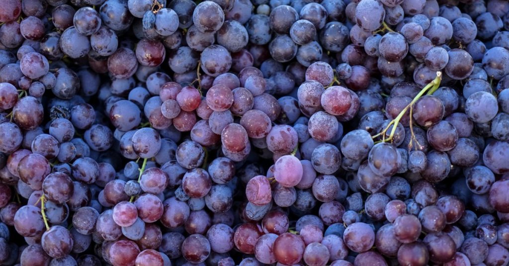 A large pile of purple grapes. Several green vines are attached to various grape clusters in the pile.