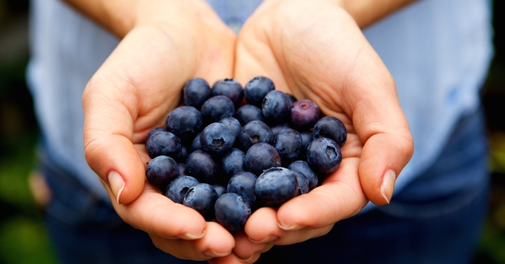 Buy Blueberry Plants from Ty Ty Nursery