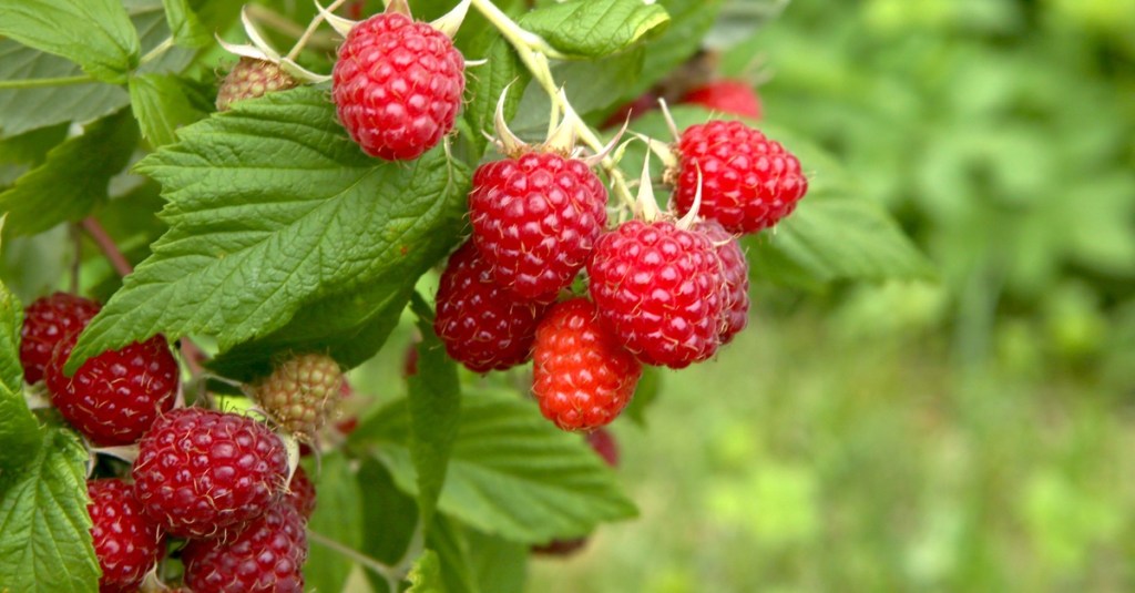 Clusters of bright red raspberries growing outside on a large green stem surrounded by bright green leaves.