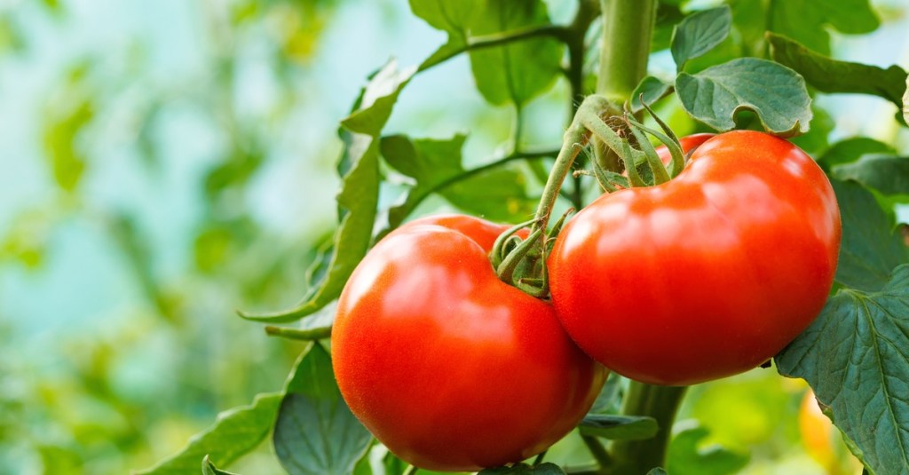 Two bright red tomatoes growing outside. They are both attached to thin green vines and large leaves.