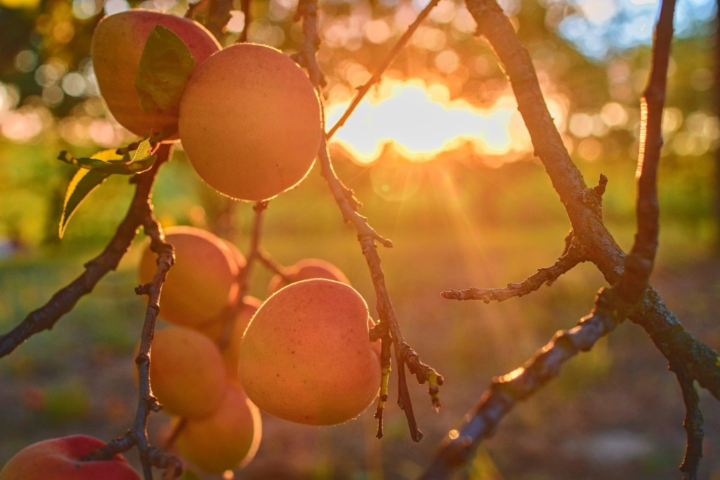 Buy Apricot Trees at Ty Ty Plant Nursery, LLC