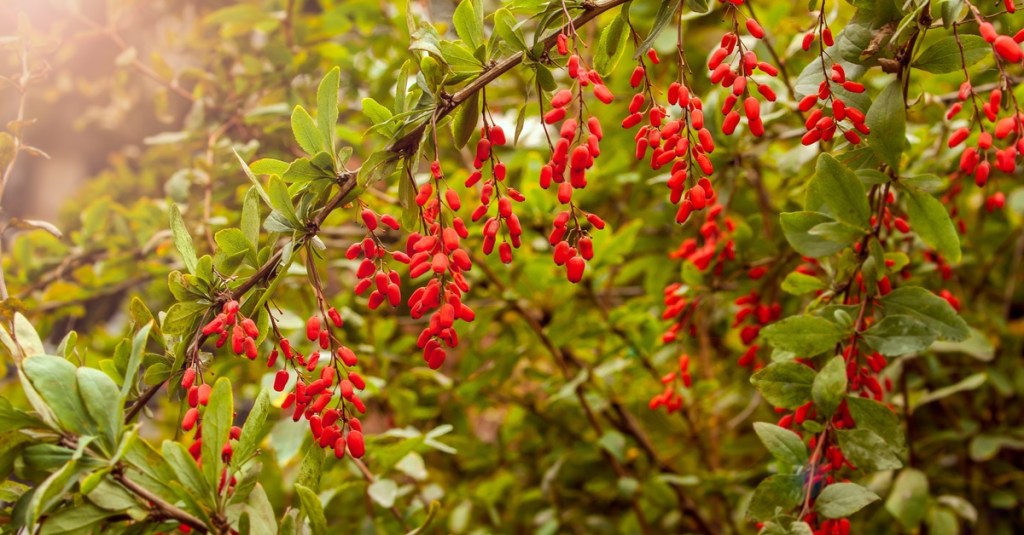 A huge collection of bright red goji berries hang from the plant's thin, slender branches in the afternoon sun.