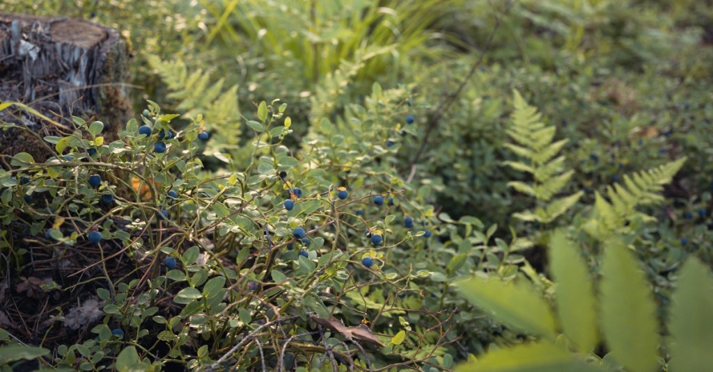 A leafy green blueberry bush is outside. The blueberries are tiny and round as they hang from the vine.