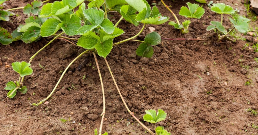 Small strawberry plants growing in soil. The plant’s runners extend outward from the bright green leaves.