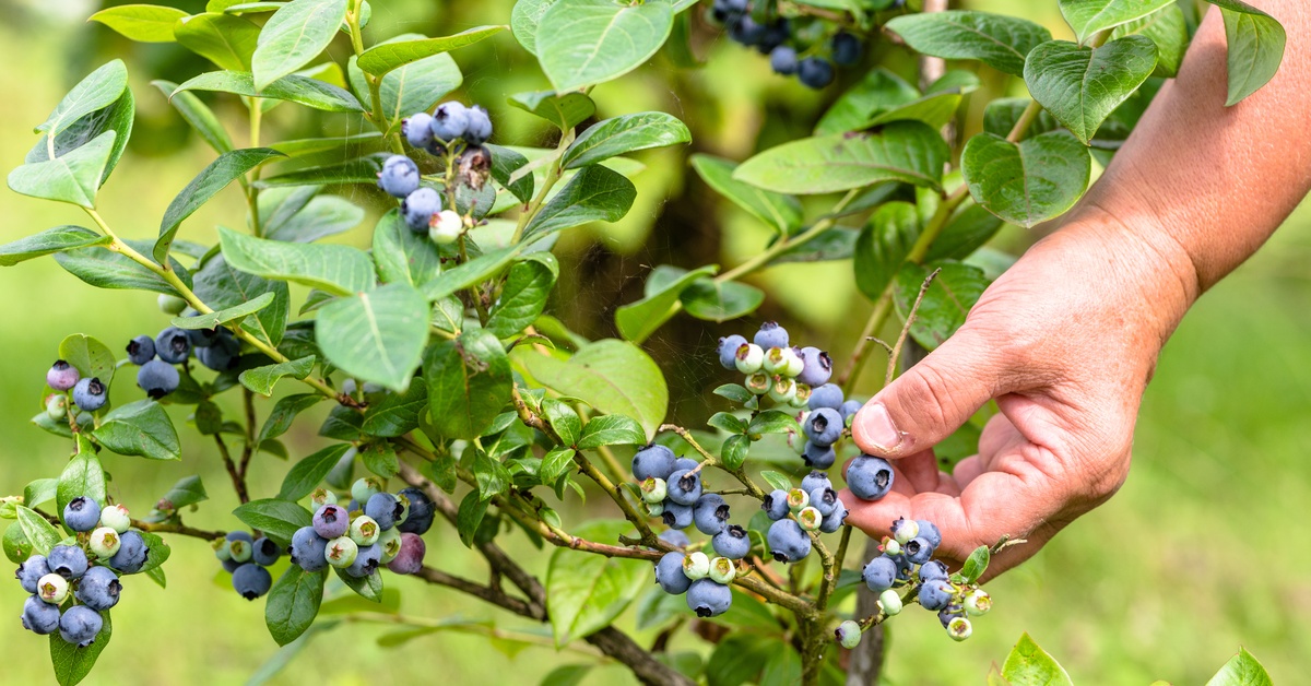 A blueberry bush with vibrant berries and bright-green leaves. A person is picking a blueberry from the plant.