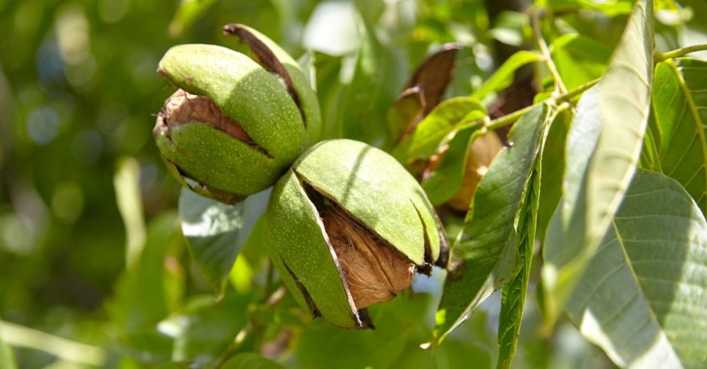 A walnut tree blossoming to showcase the freshly produced yield. The walnuts are surrounded by bright green leaves.