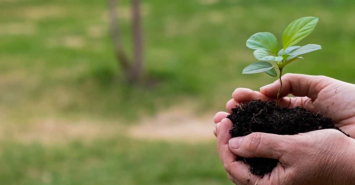 A close-up of a person's hands cupping a mound of dark soil with an apple tree sprout in it.