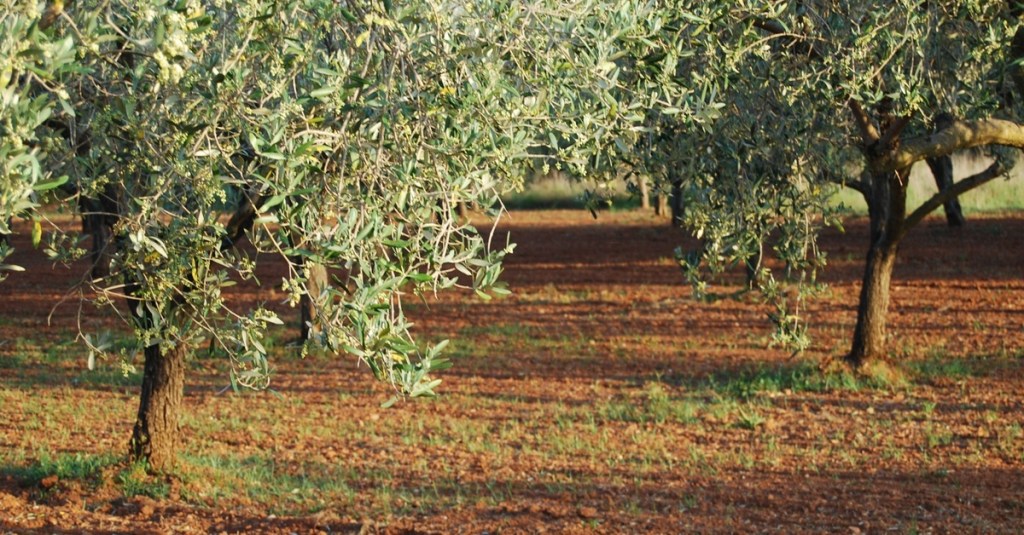 Two full and healthy olive trees planted firmly in the ground. There's red mulch with sprigs of grass on the ground.