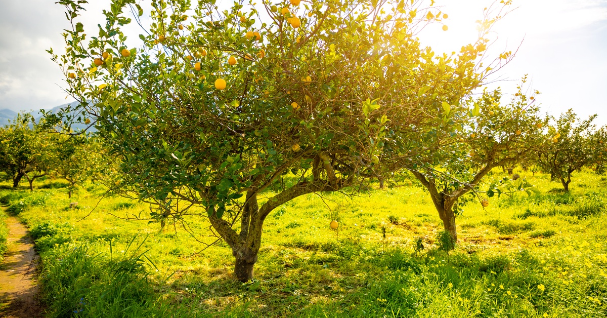 A spacious grove of fruiting lemon trees at golden hour. The sun shines through a tree's branches and highlights the green grass.