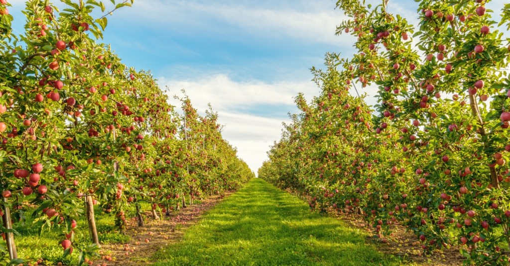 Two long rows of evenly spaced red apple trees with a stretch of grass between them on a sunny day.