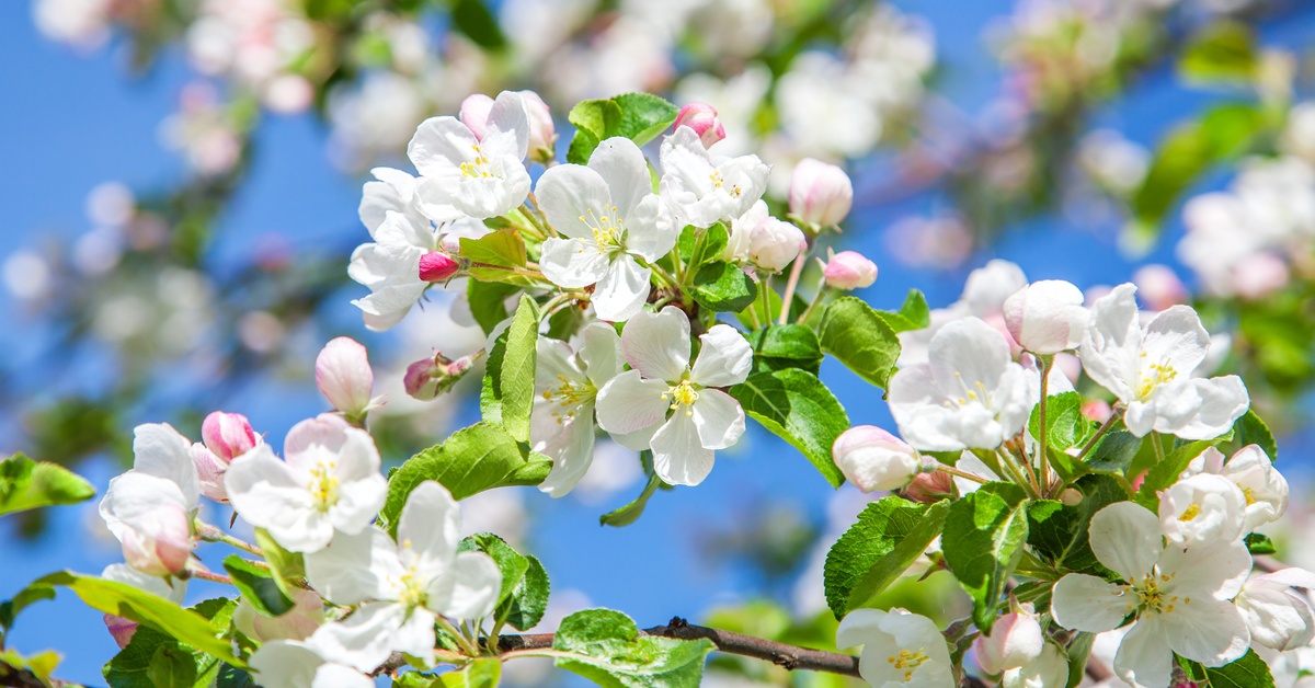 A close-up of an apple tree branch in full bloom, featuring pale pink blossoms and bright green leaves against a blue sky.