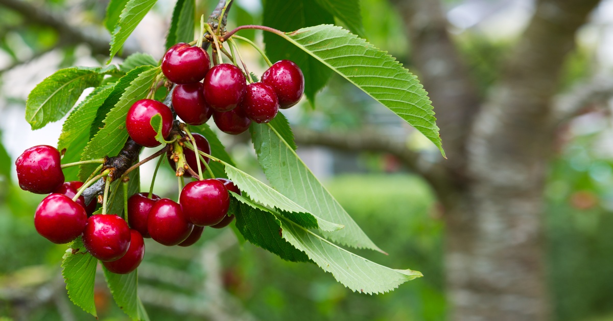 A low hanging branch on a cherry tree with a bunch of healthy cherries ready to pick. The leaves are green.