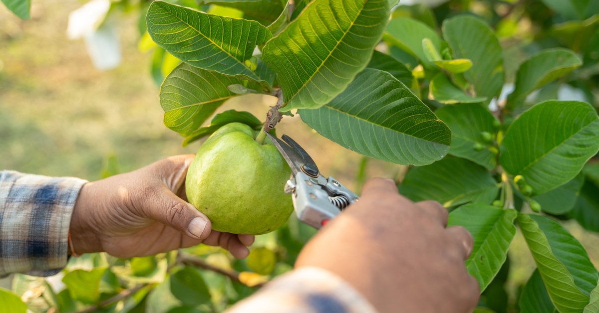 A gardener wearing a flannel long sleeve shirt, taking small shears to a guava tree. The guava is green and leafy.
